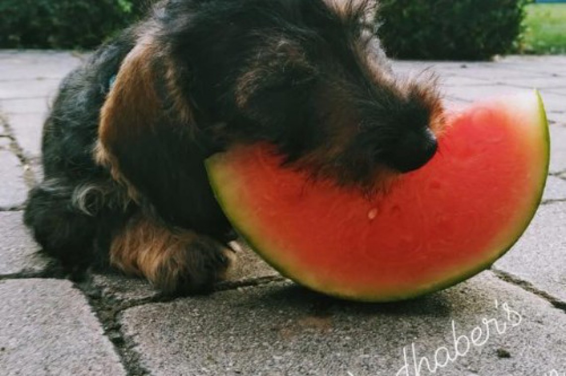 windhaber melonen f&#252;r alle