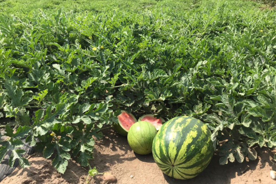 windhaber melonenfeld