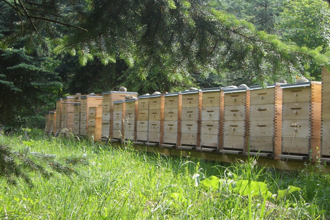 Bio Imkerei Loidl Bienenst