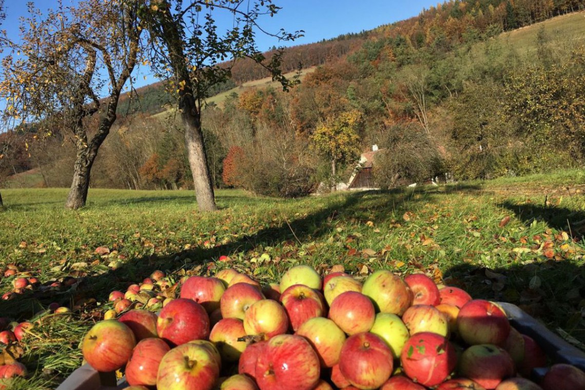 Wildfrucht Obstwiese