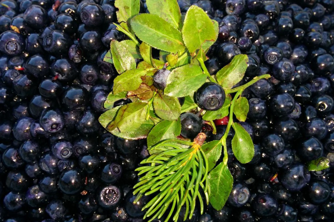 GartenProdukt Waldheidelbeeren