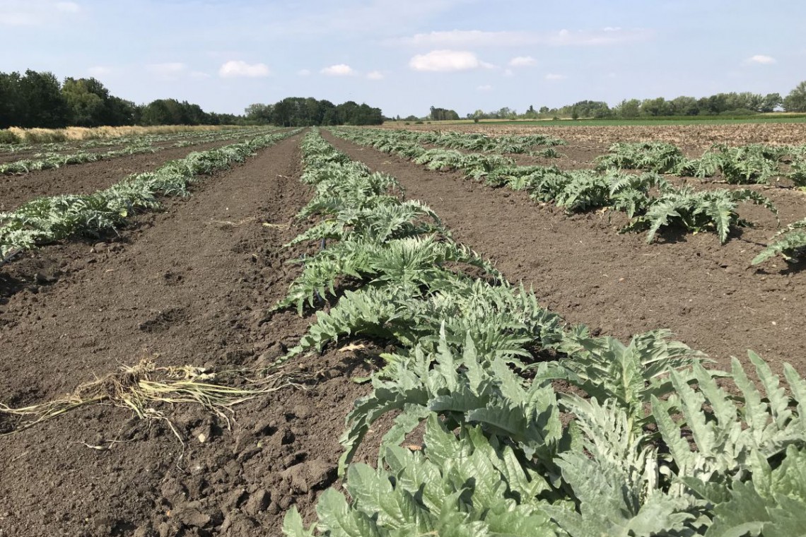 Gem&uuml;sebau Prossenitsch Artischockenfeld