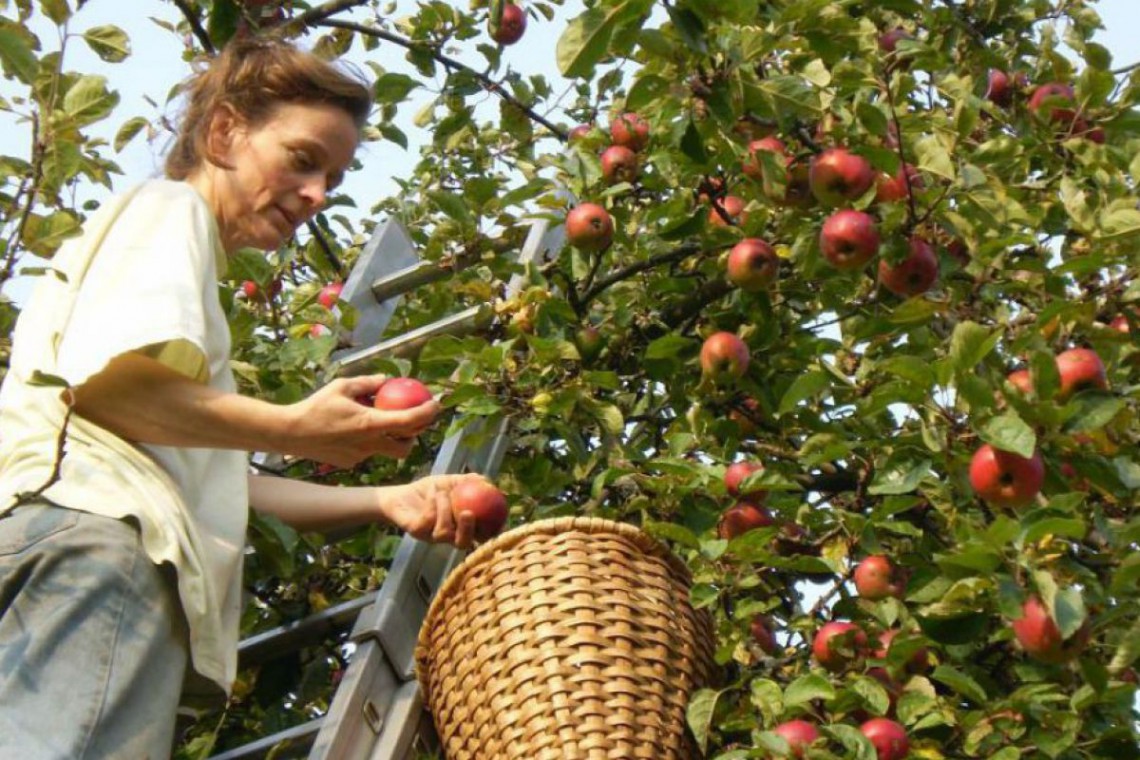 Bio Obstbau Ertl Renate Ertl beim Äpfelpflücken