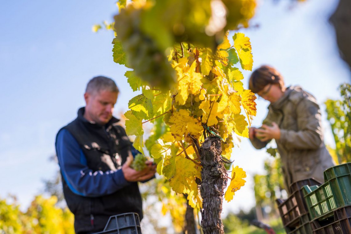 Herr und Frau Greilinger bei der Weinlese