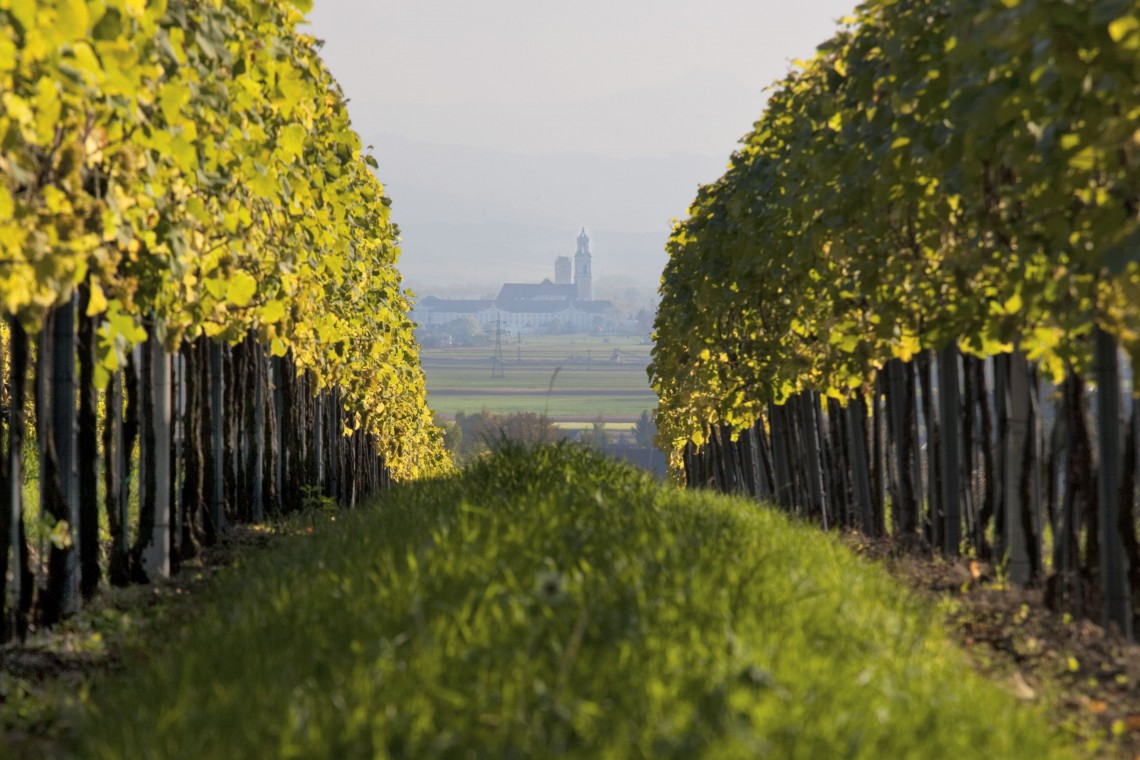 Weingut Siedler Weingarten