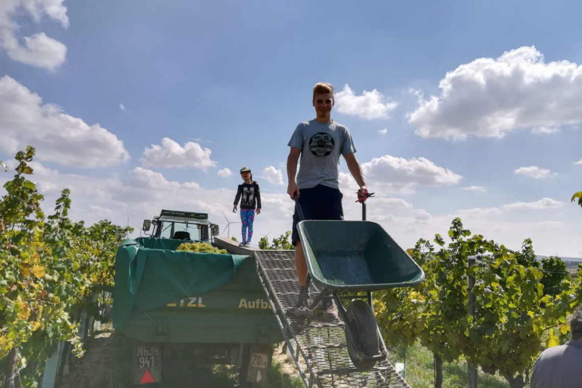 Braun Junior bei der Weinlese