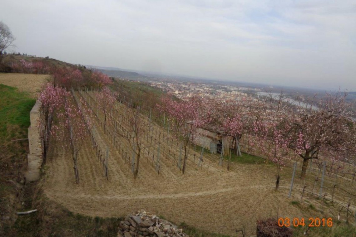 Raffetseder Obstgarten in Blüte