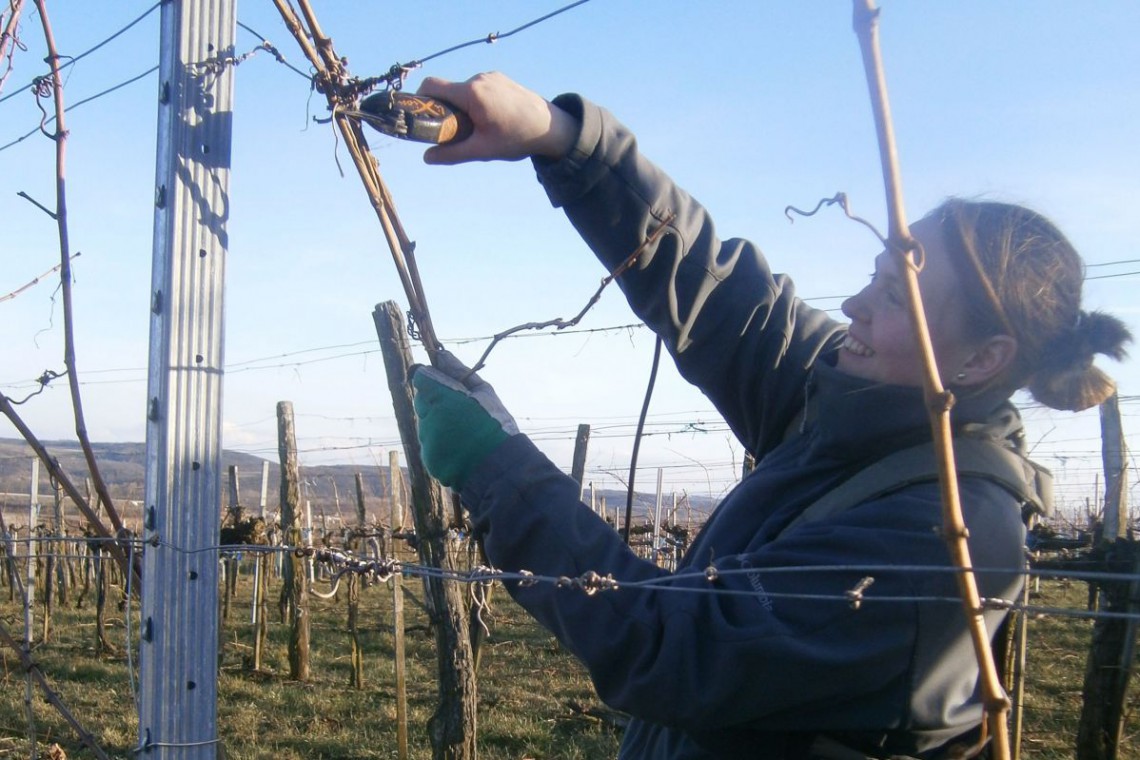 Winzerhof Strasser im Weingarten