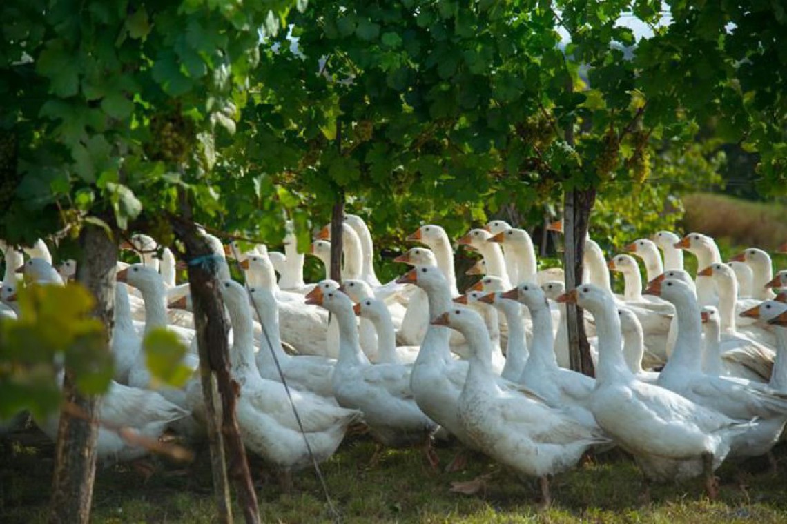 Hof Blauensteiner Gänse