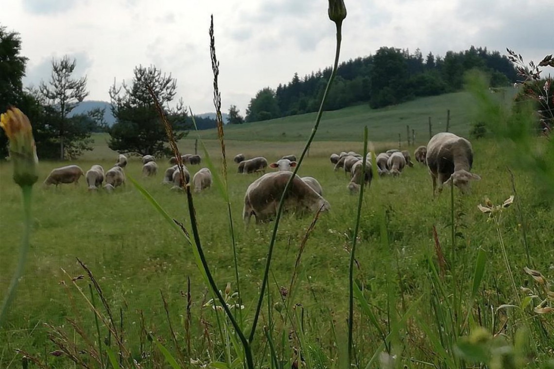 Lämmerhof Groiß Weide