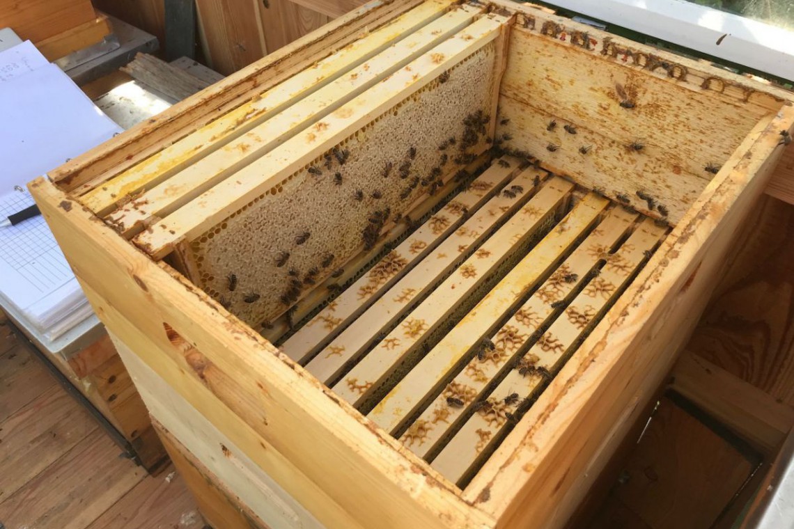 Imkerei Trabauer Bienenstock