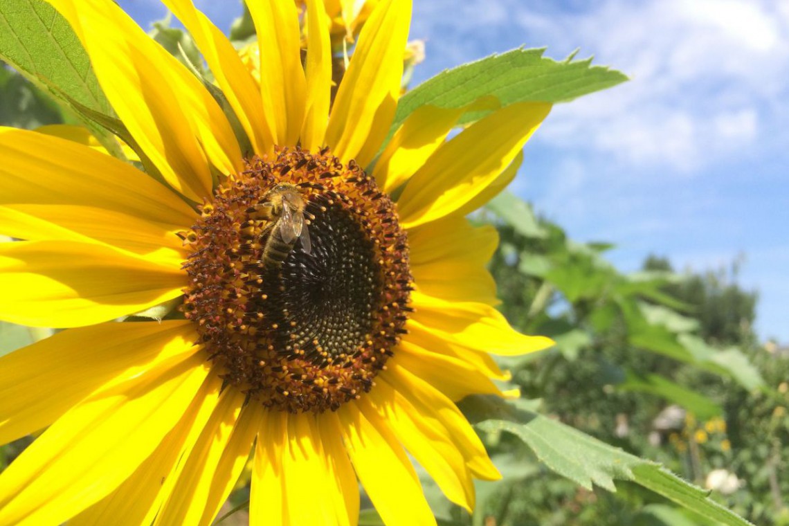 Imkerei Trabauer Sonnenblume