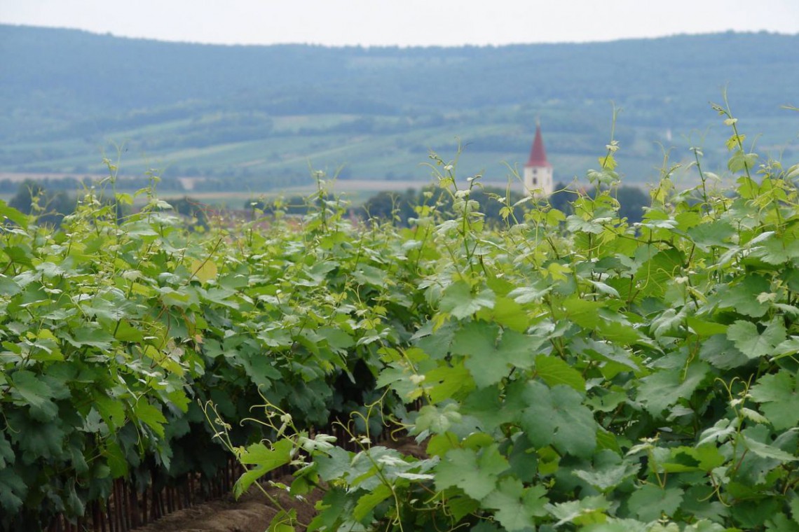 Winzerhof Ernst Weingarten