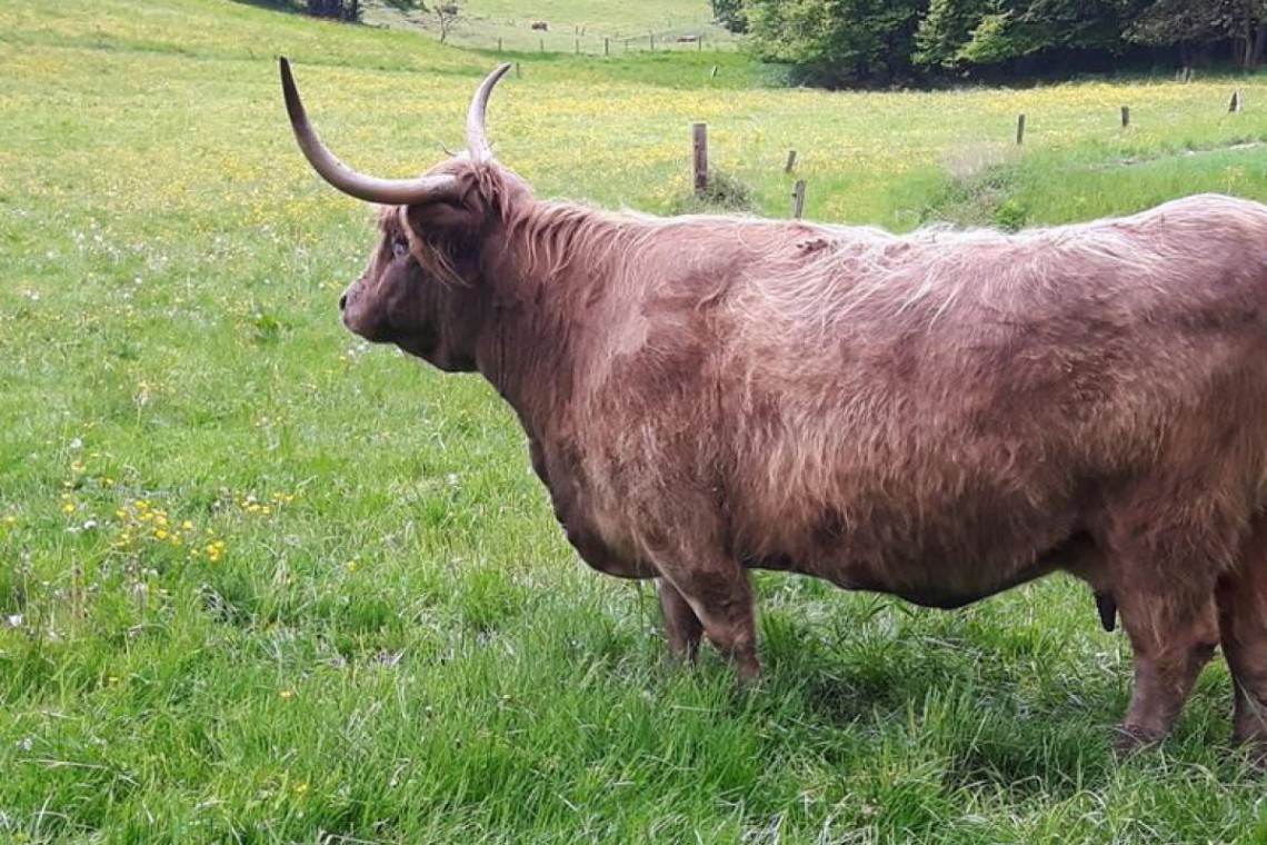 Hochlandrinderzucht Lichtensteg Stier