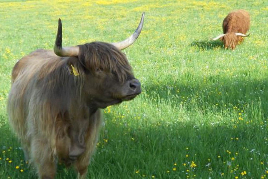 Hochlandrinderzucht Lichtensteg Weide