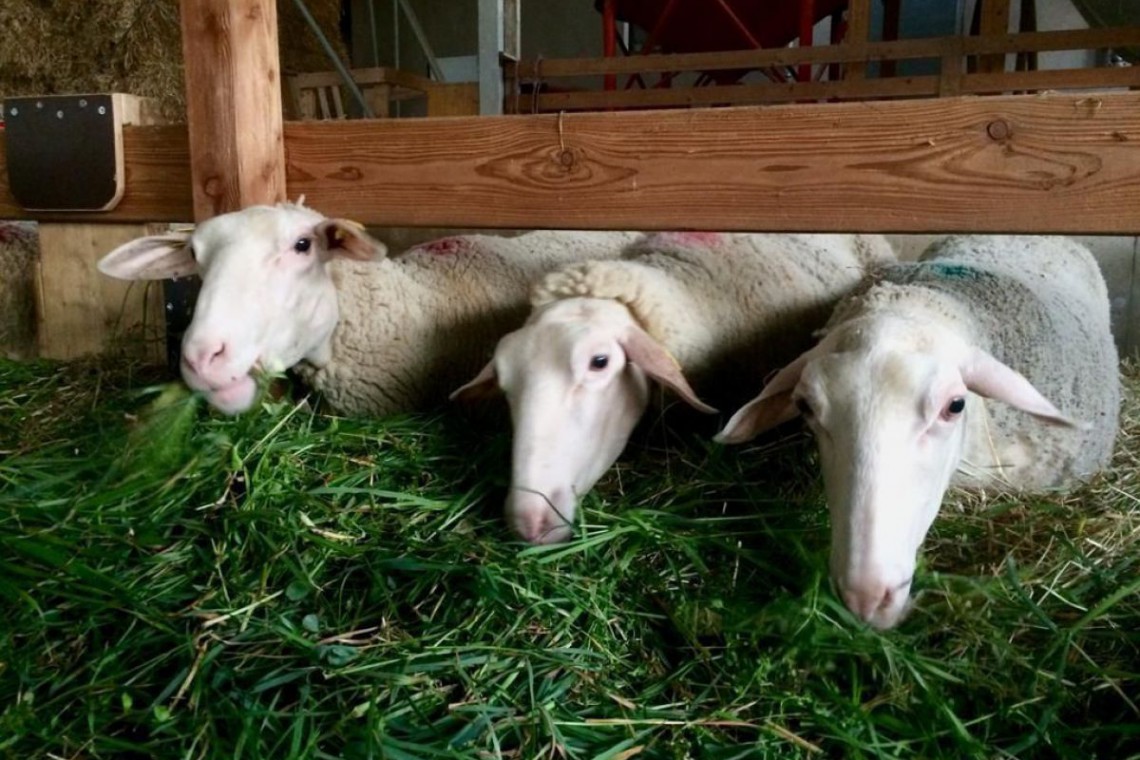 Schafmilch Schmankerl Langeder Gr&uuml;nfutter