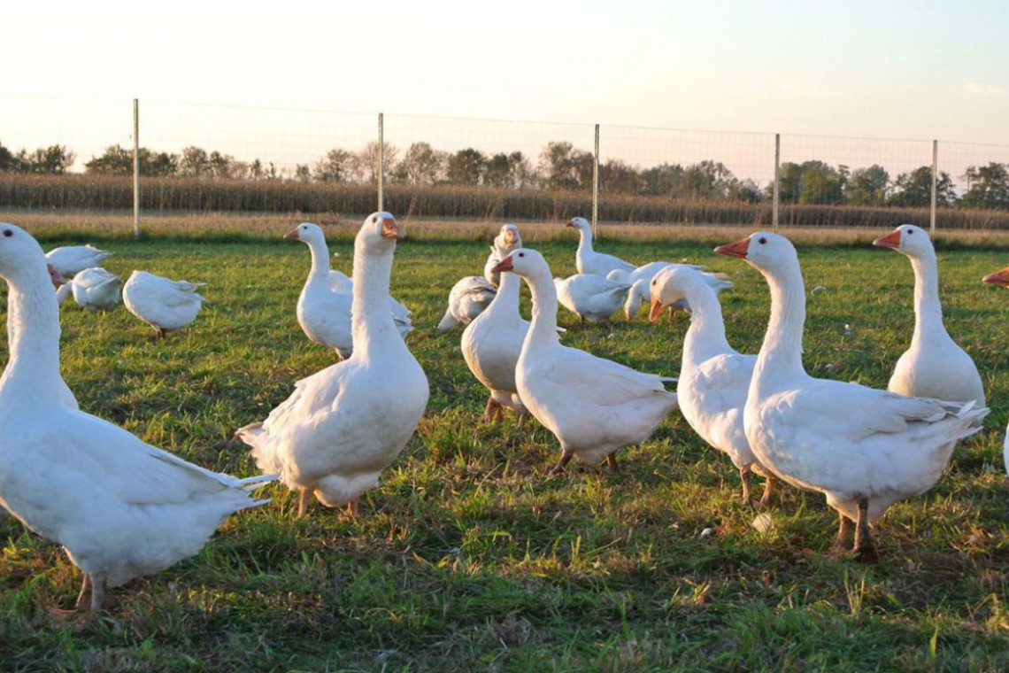 Gänse auf einer Wiese