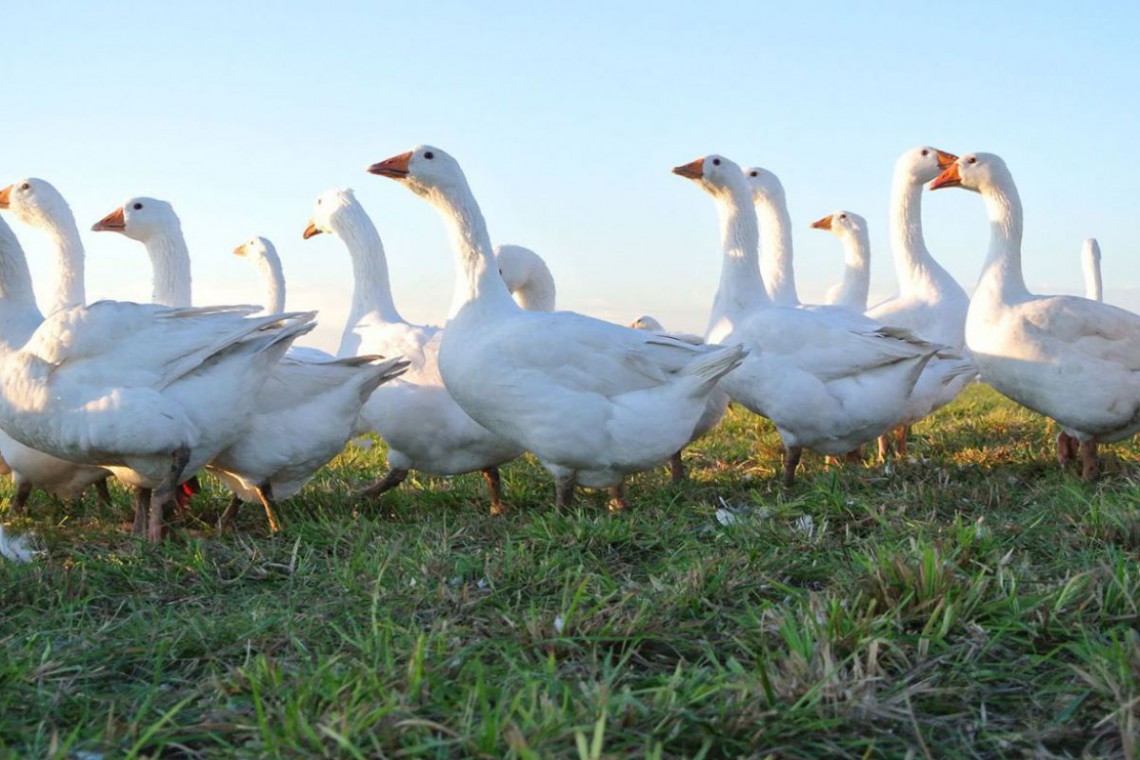 Gänse auf Wiese