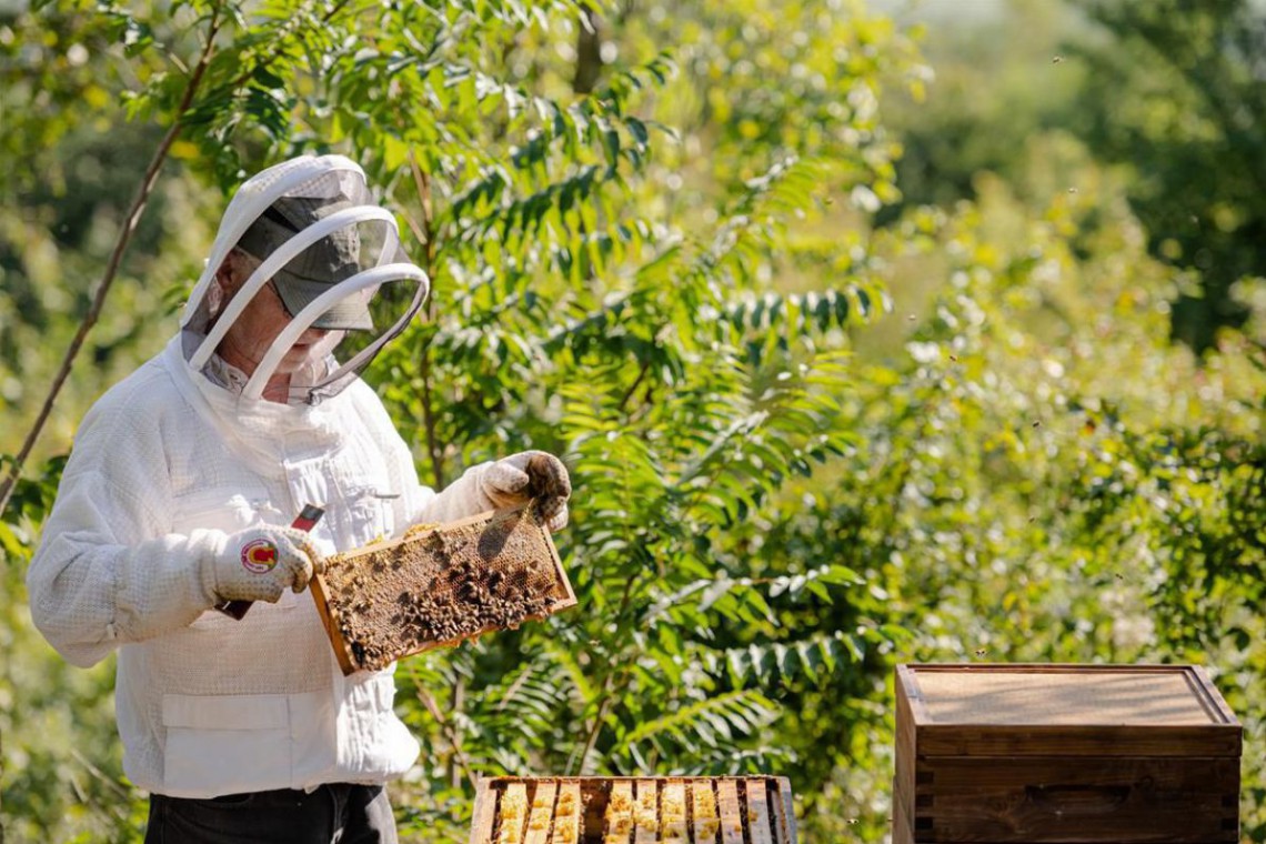 Imkerei Jelinek beim Schauen nach den Bienen