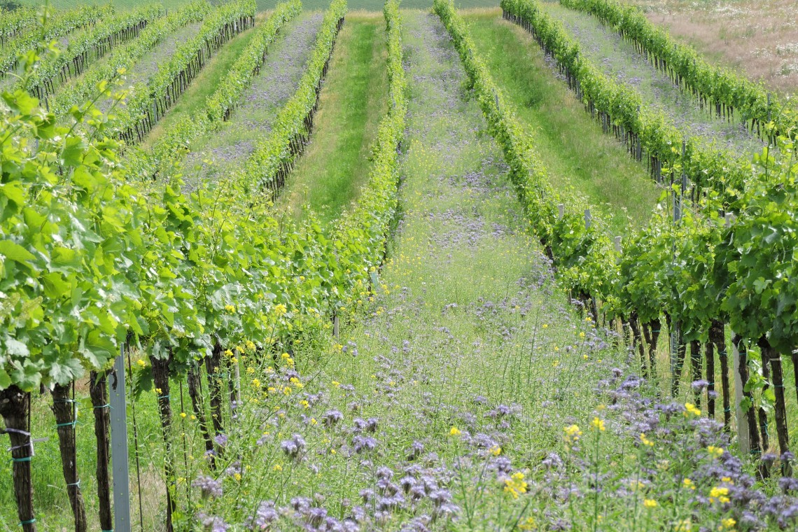 Weinbau Kaiser Rieden