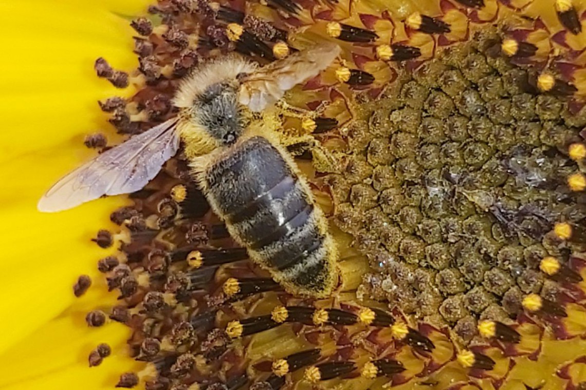 Pfaffeneders Wabenreich Biene