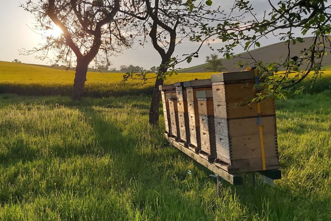 Pfaffeneders Wabenreich Bienenstöcke