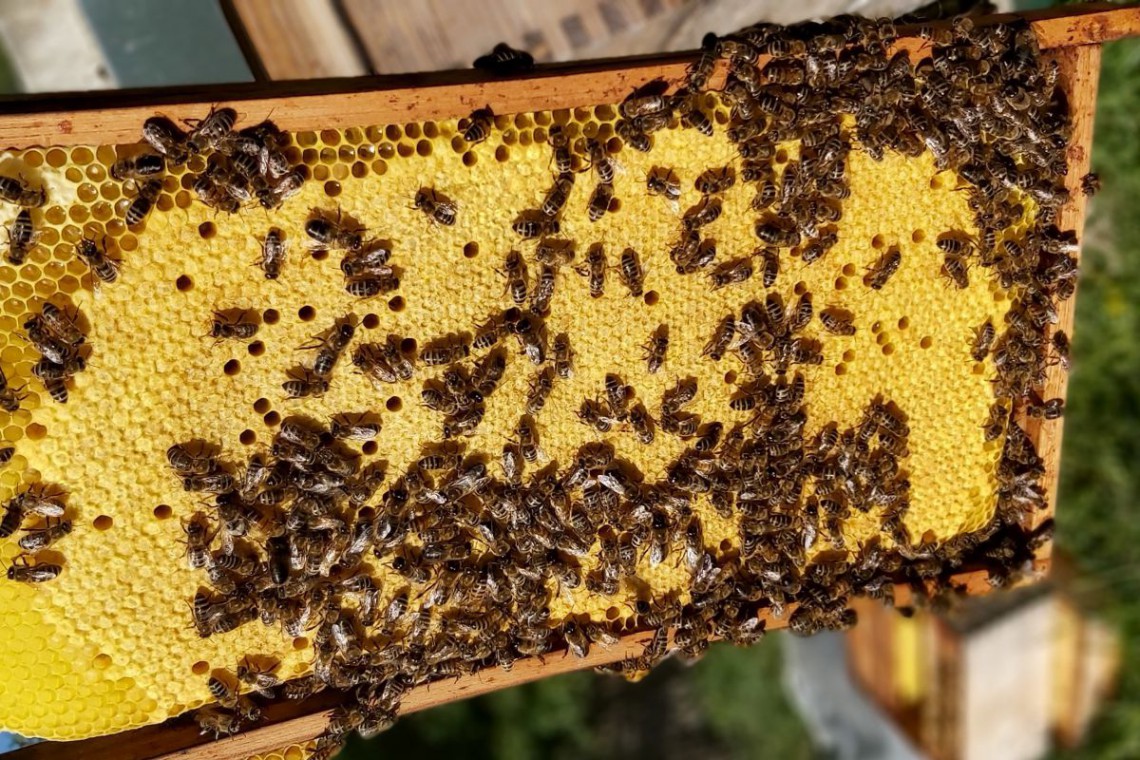 Pfaffeneders Wabenreich Bienenwabe