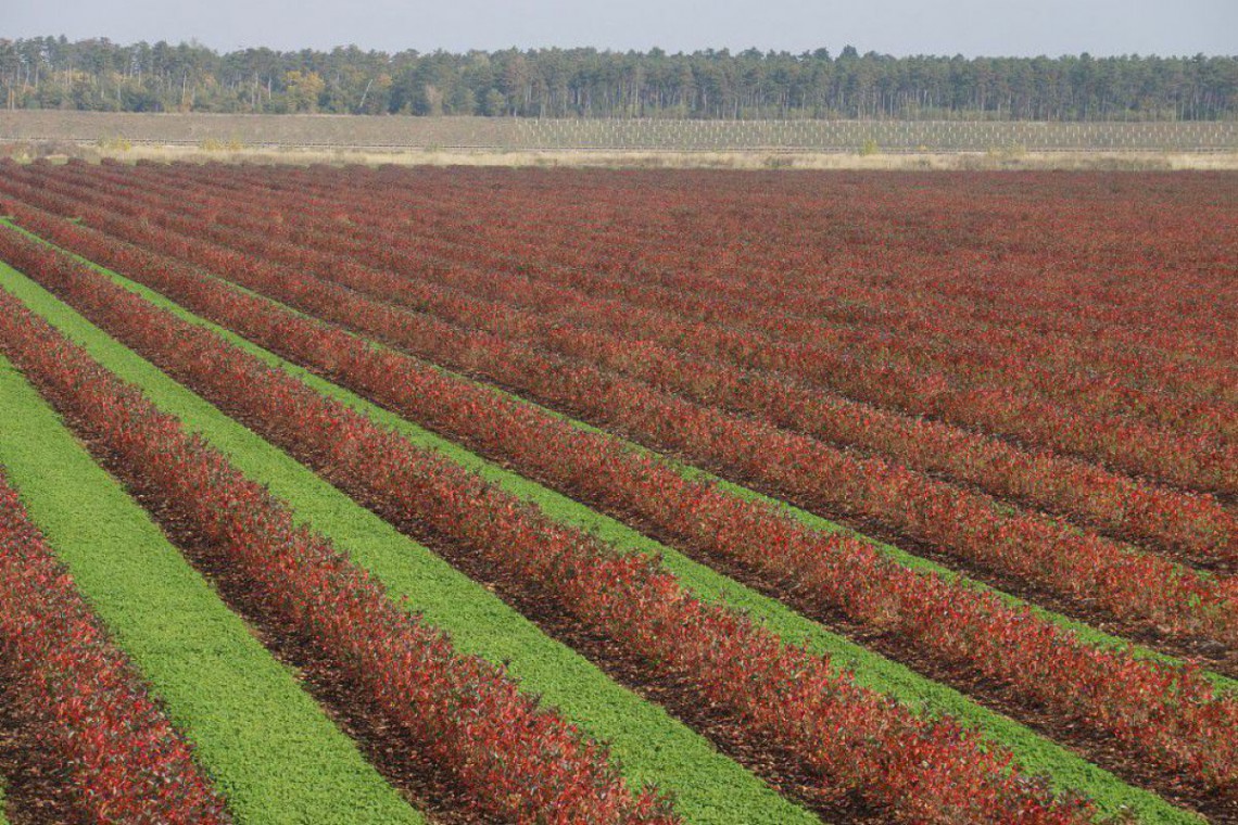 Haindl Aroniakultur im Herbst