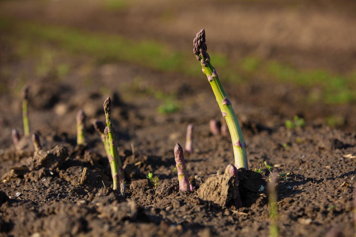 Spargel am Feld