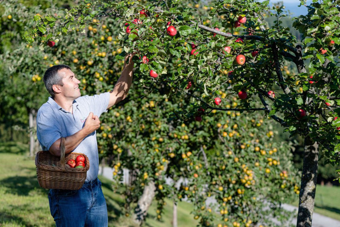 Lindenhof Peter Eisenkölbl beim Äpfel pflücken