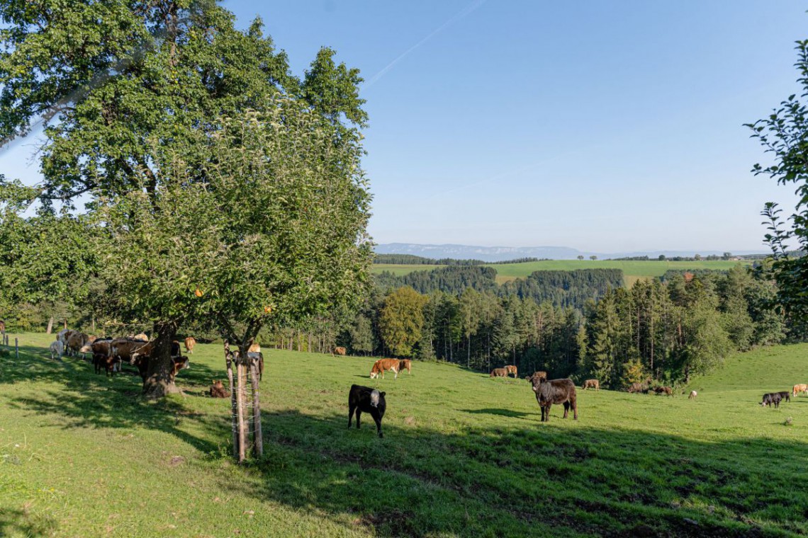 Lindenhof Rinder auf der Weide