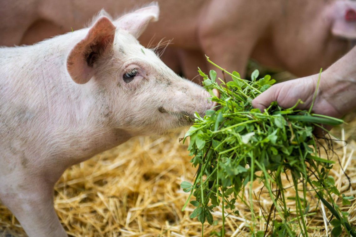 Heuriger Riegler: Ferkel wird gefüttert