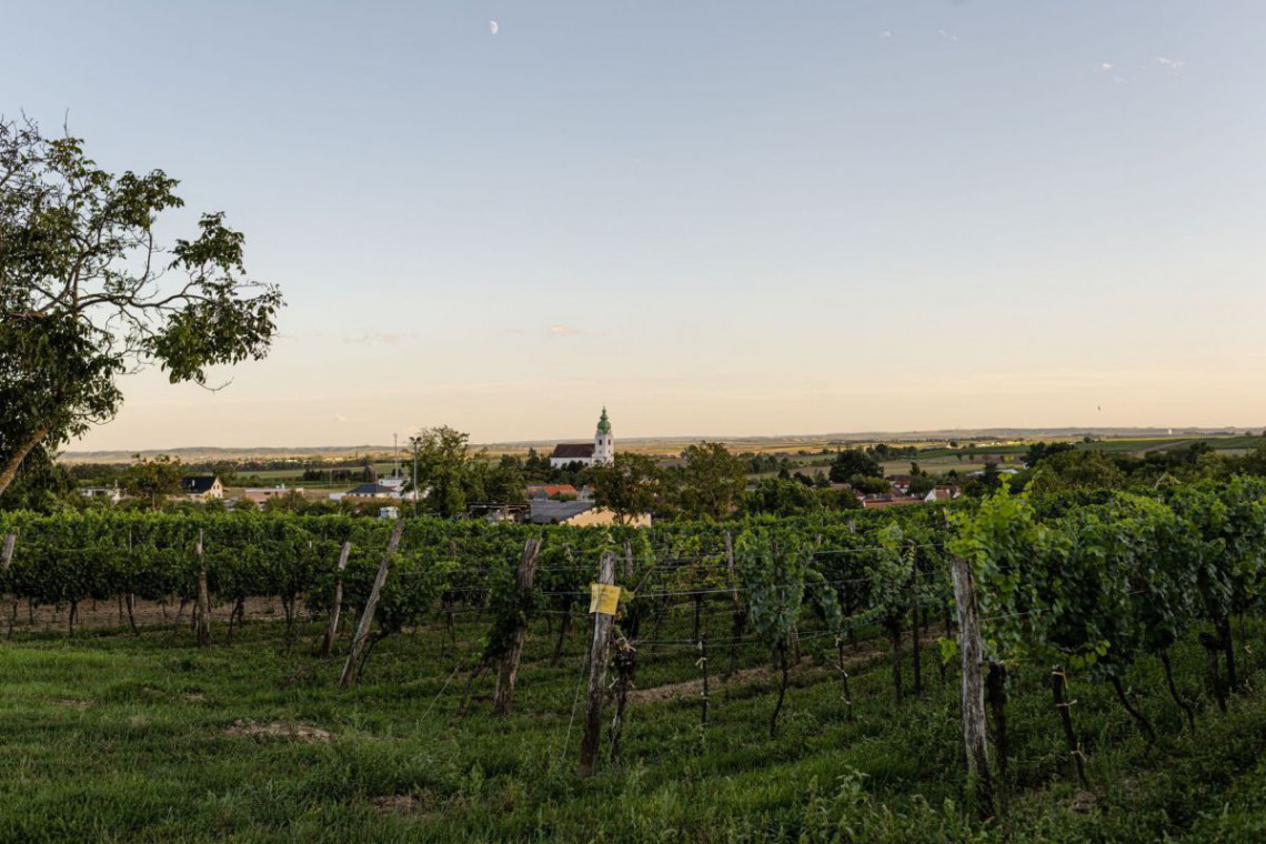 Weinhof Raab Weinberge