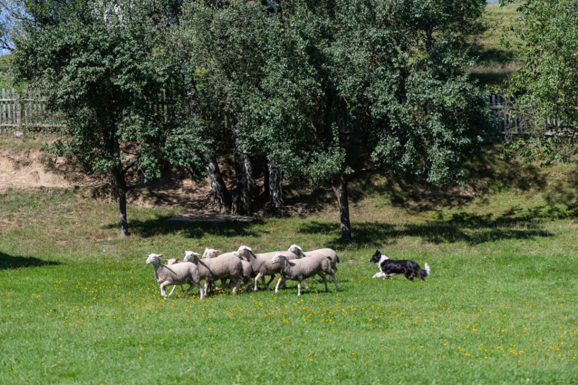 Schafzucht Strobl Schafe