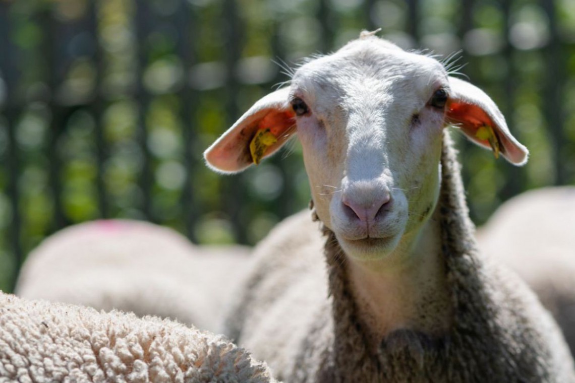 Schafzucht Strobl Schaf