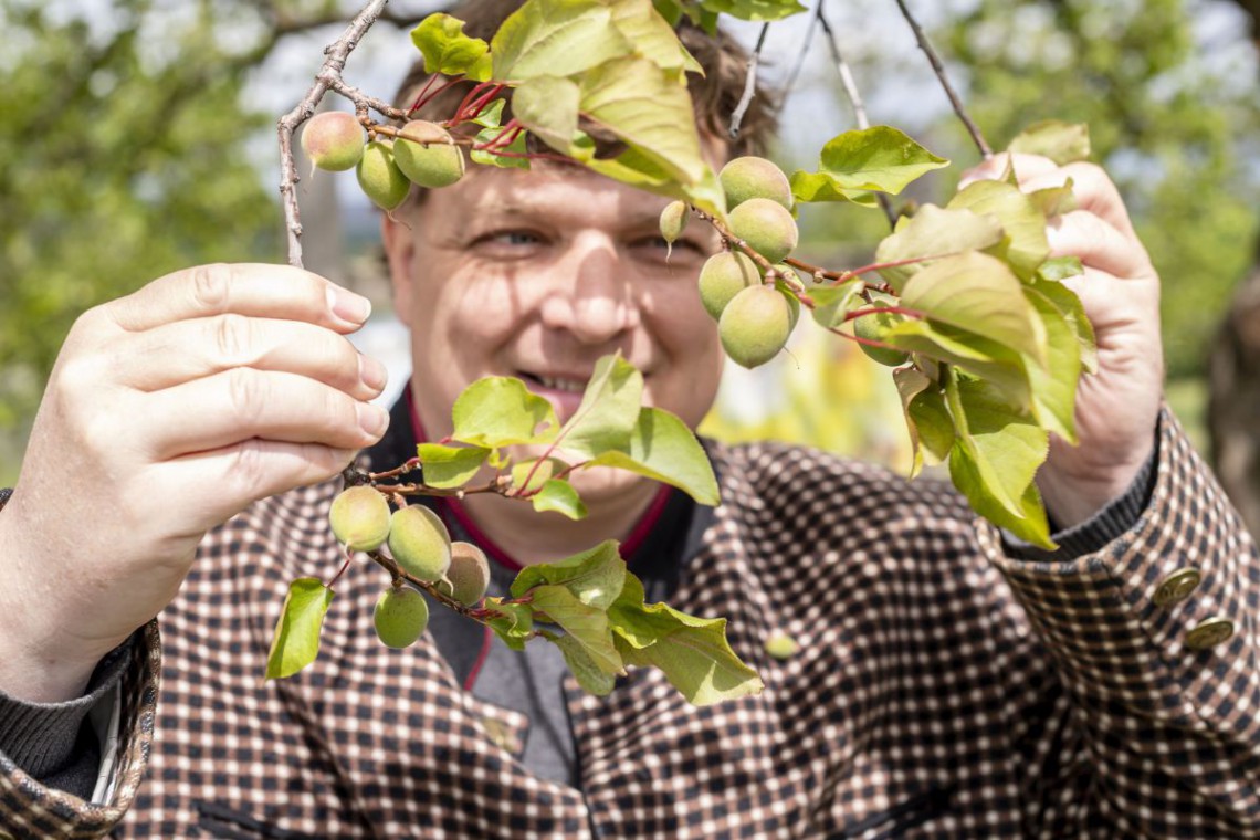 Weinhof Aufreiter: Harald Aufreiter und Marillenbaum