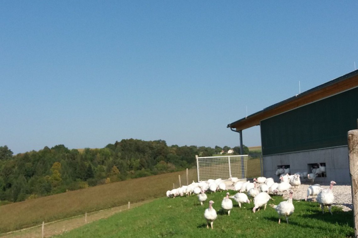 Biohof Puchegger Putenweide