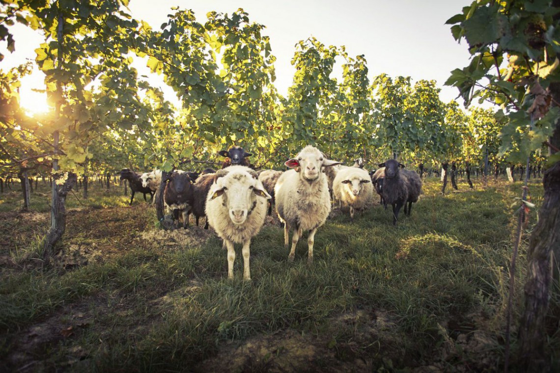 Weingut Loimer Schafe biodynamisch