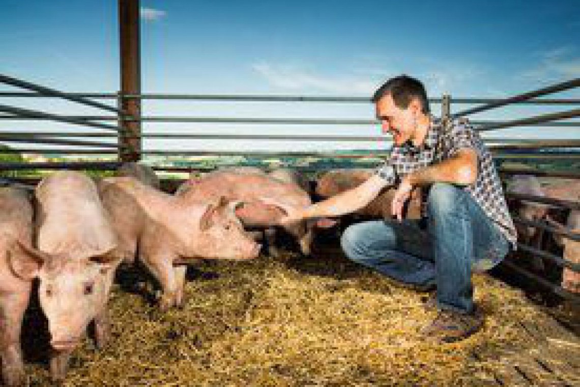 Fleischwaren Höllerschmid Ötscherblick Schwein