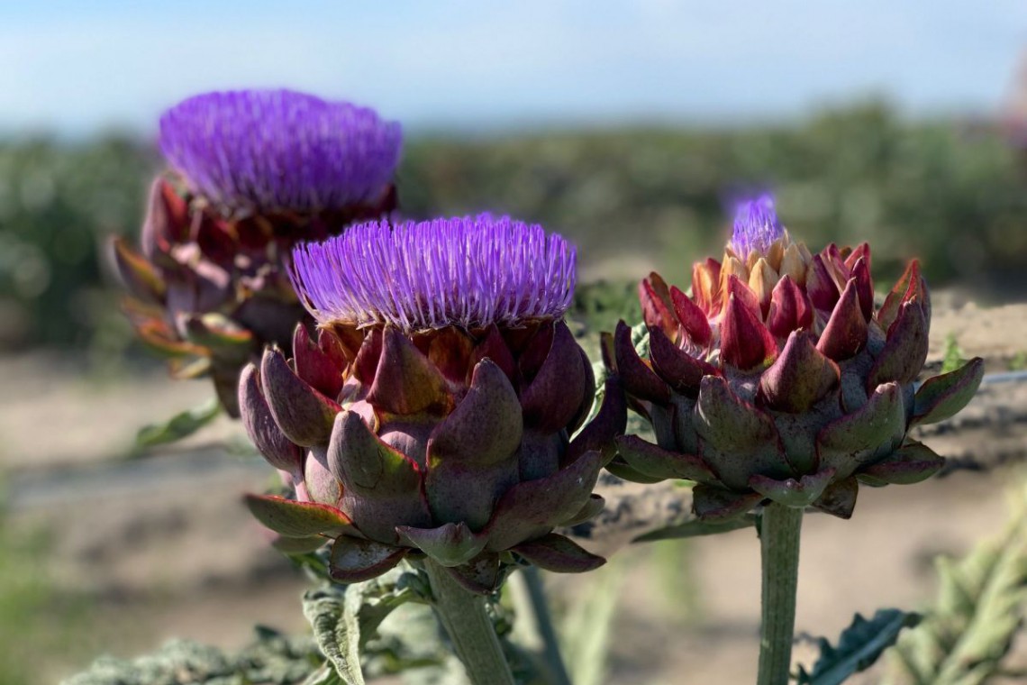 Theuringer Artischocken in Blüte