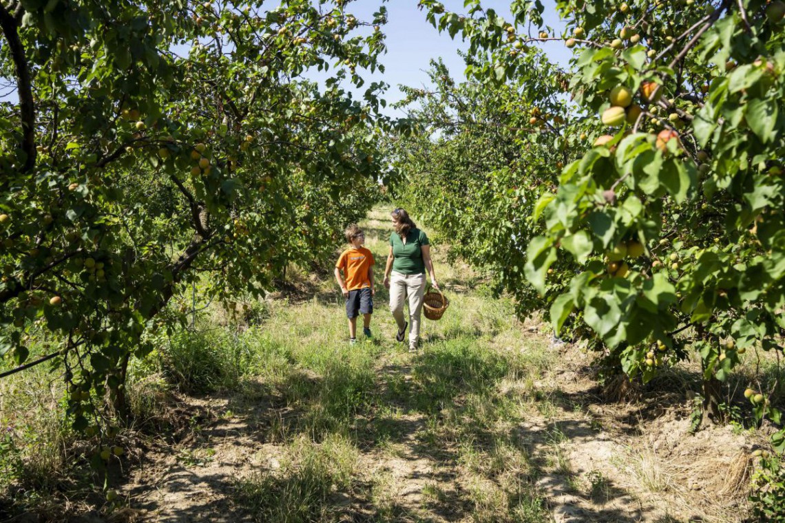 Obstbau Kollmann Petra & Sohn im Obstgarten