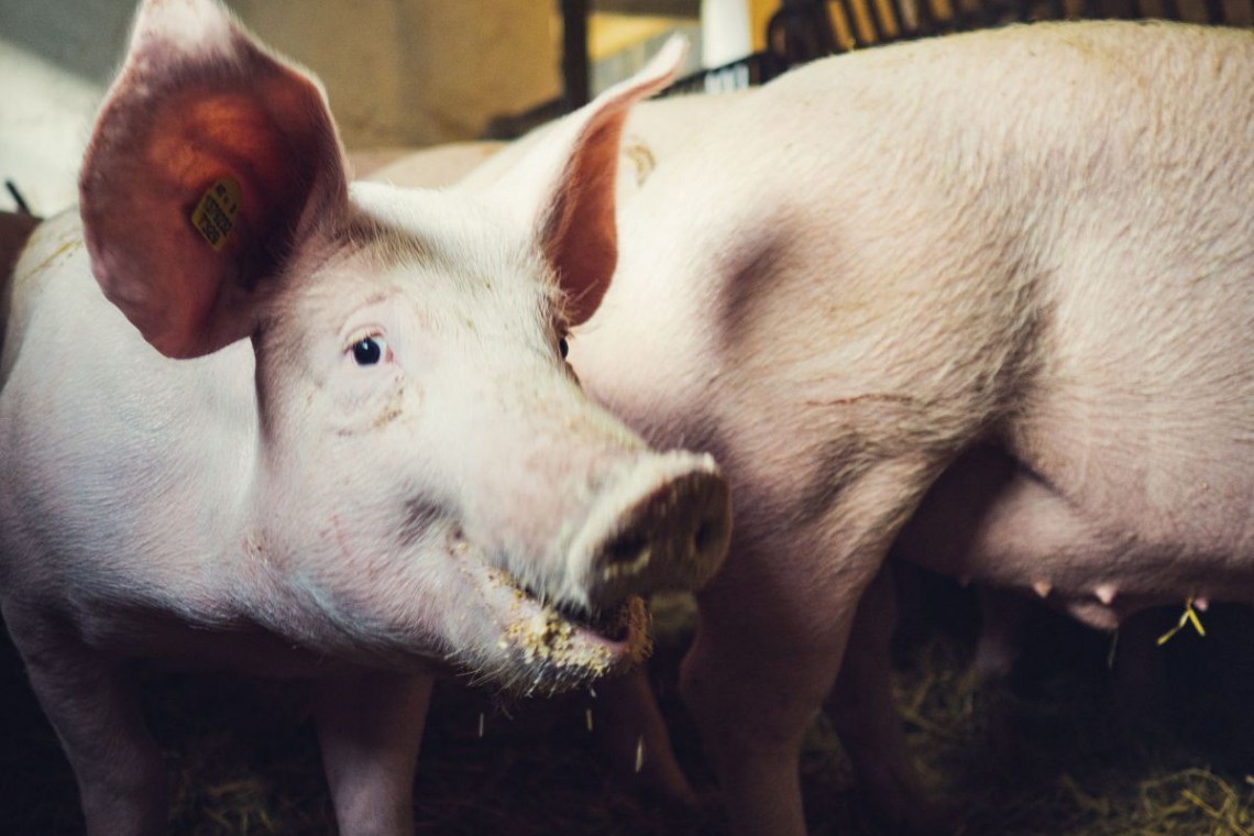 Schopper im Schweinestall