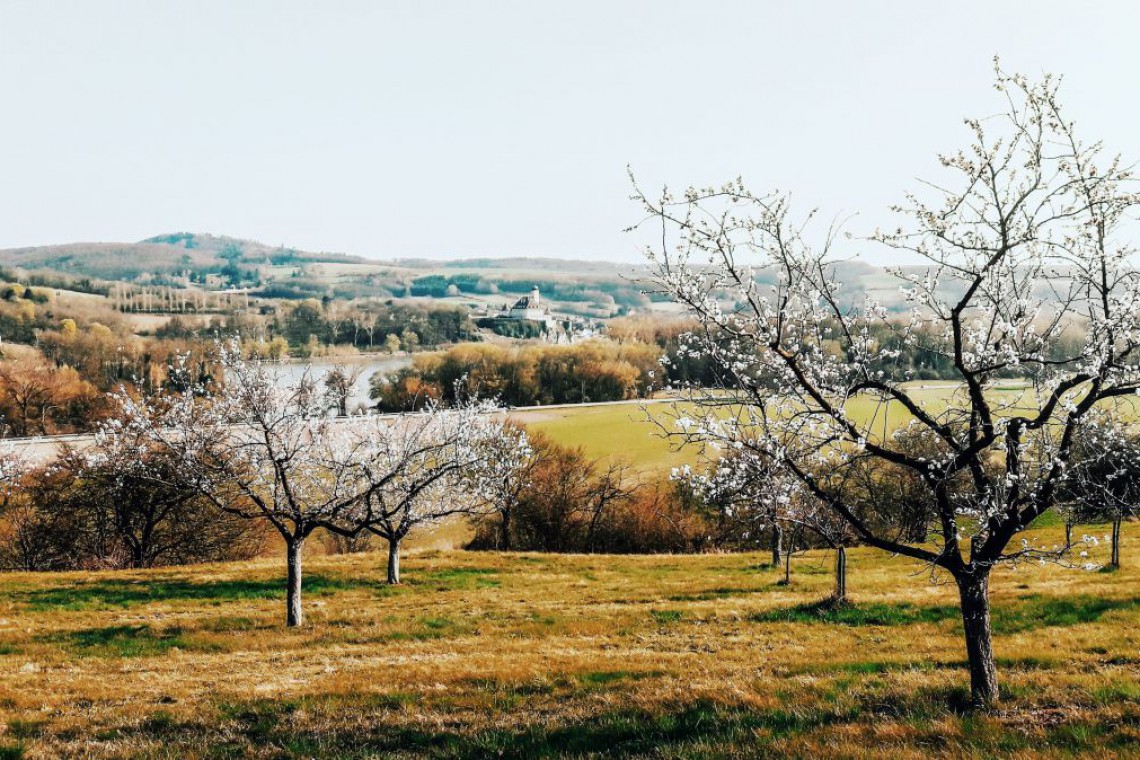 Pemmer Wachau Marillenblüte im Frühling