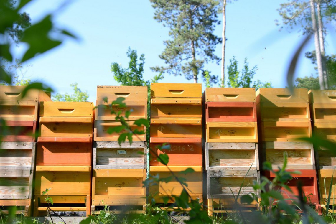 Biezen Imkerei Bienenstöcke