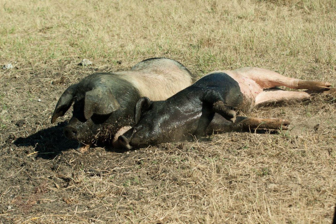 Biohof Hubicek Schwäbisch Hällische Schweine