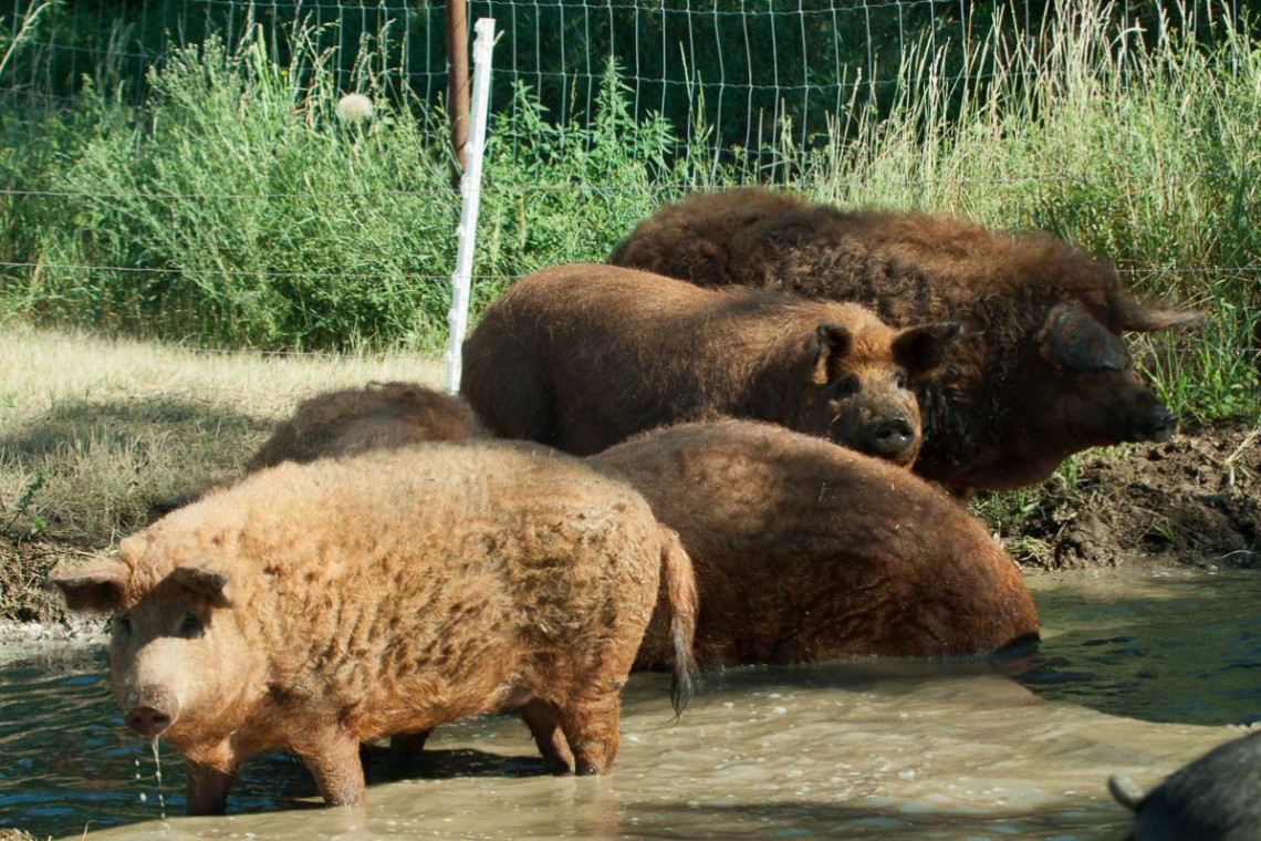 Biohof Hubicek Rote Mangaliza