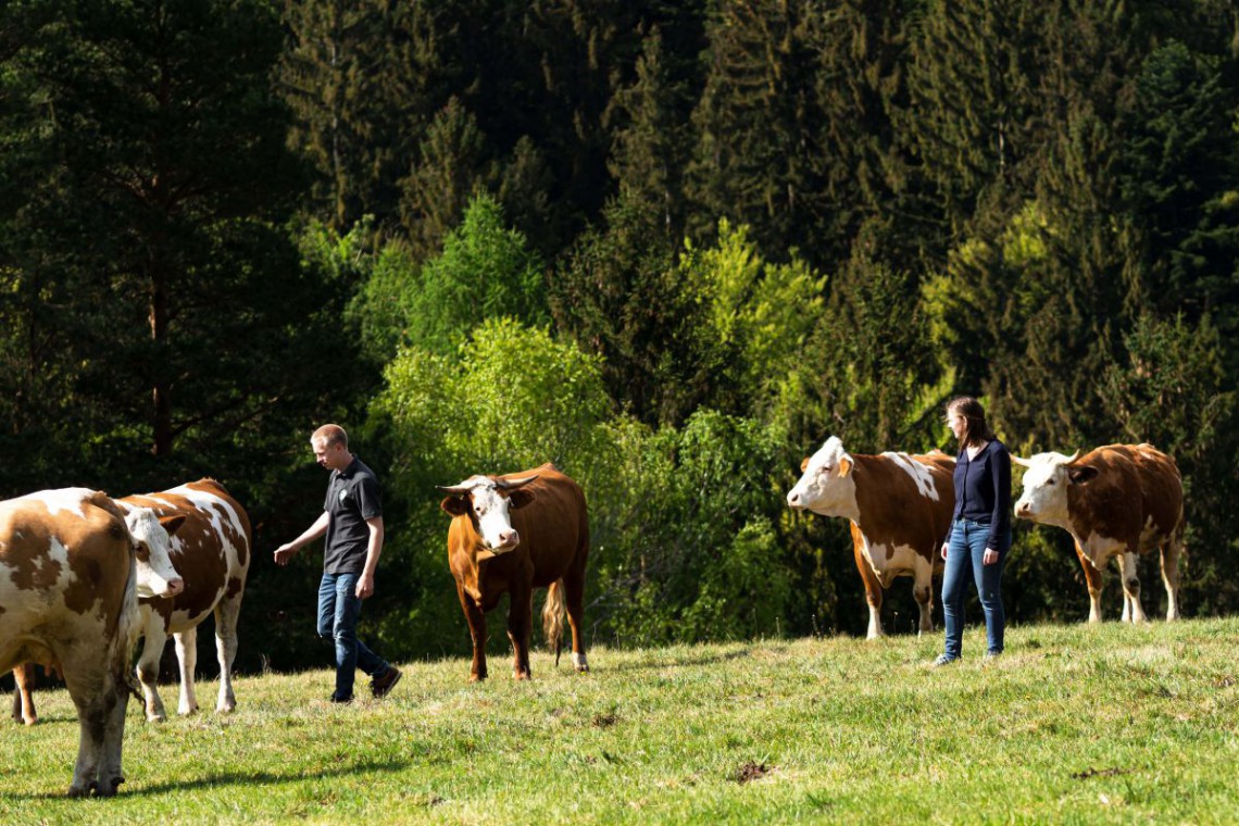 Biohof Kleinrath Kühe