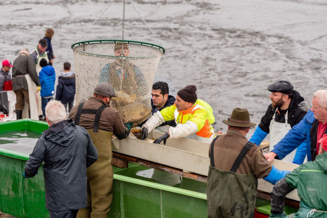 Fische im Korb werden von Männern sortiert beim Abfischfest