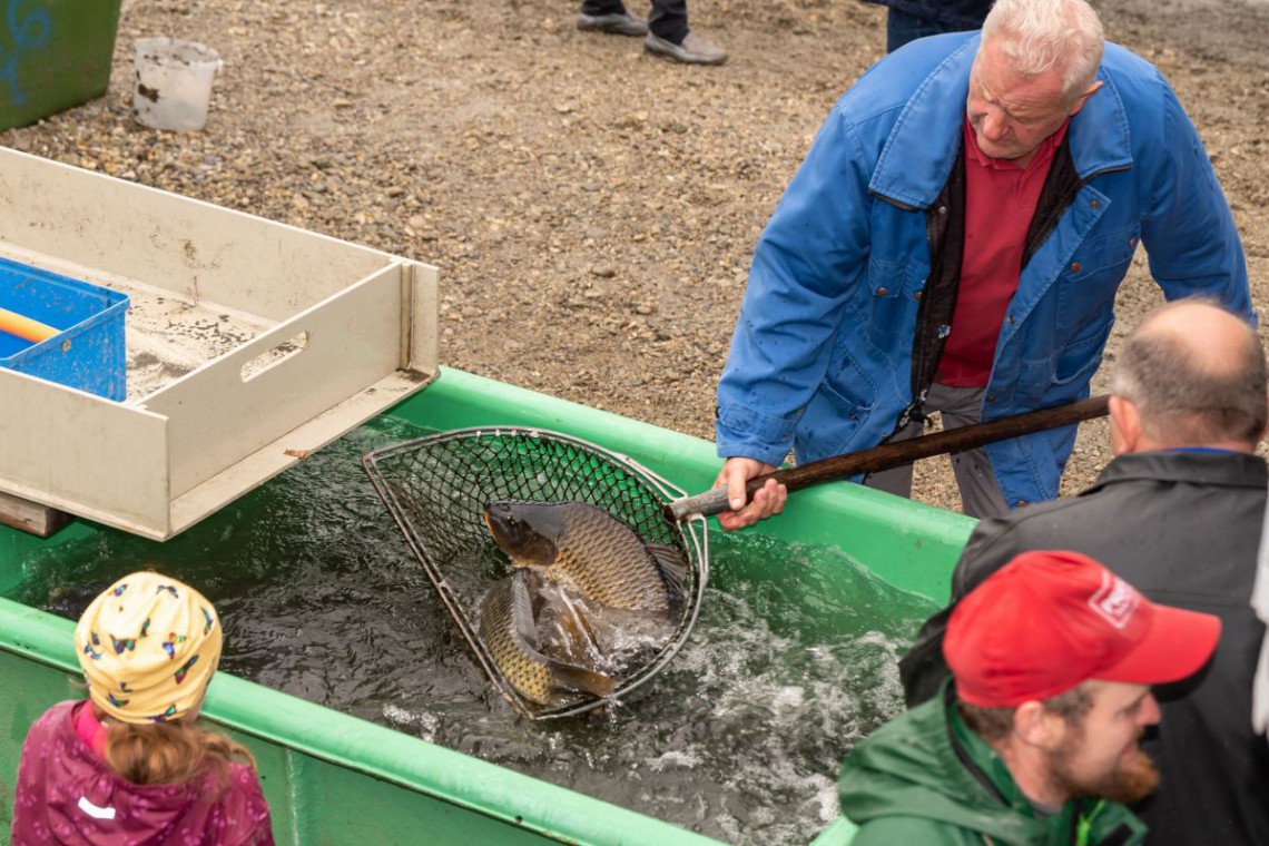 Mann fischt Karpfen aus dem Becken am Abfischfest