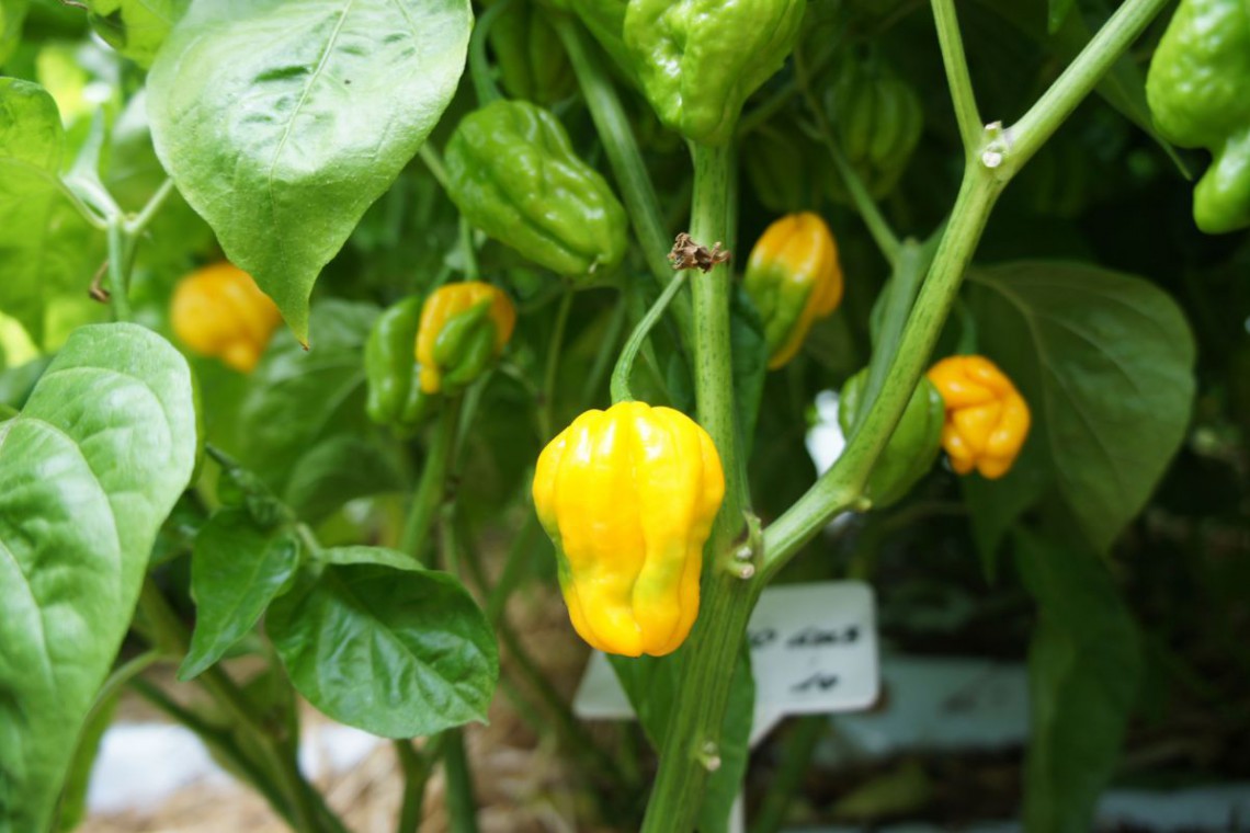Gelbe Chilipflanze